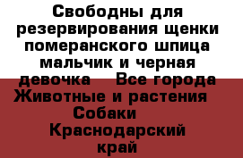 Свободны для резервирования щенки померанского шпица мальчик и черная девочка  - Все города Животные и растения » Собаки   . Краснодарский край